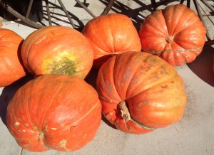 giant pumpkins with gratitude